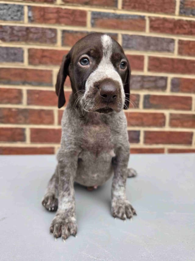 German Shorthaired Pointer Puppies media 8