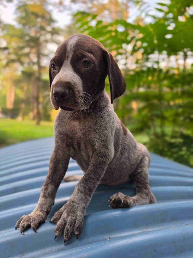 German Shorthaired Pointer Puppies media 9