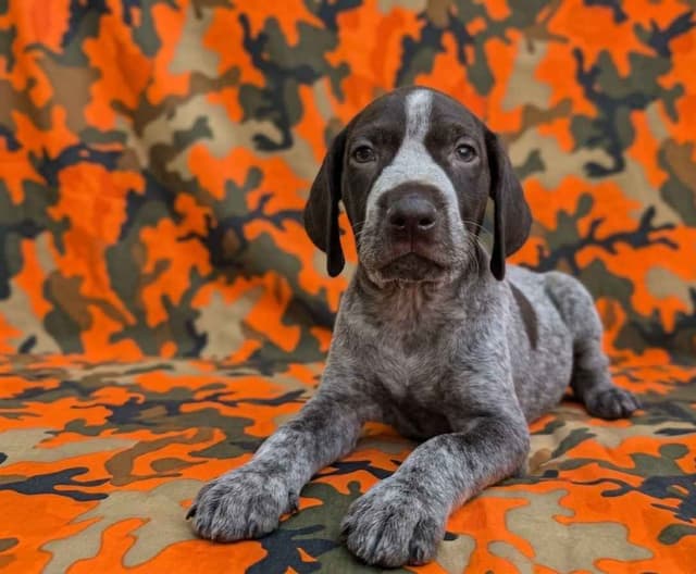 German Shorthaired Pointer Puppies media 11