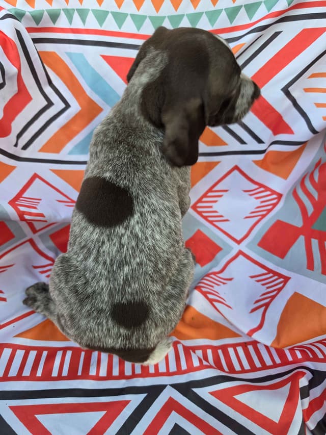 German Shorthaired Pointer Puppies media 12