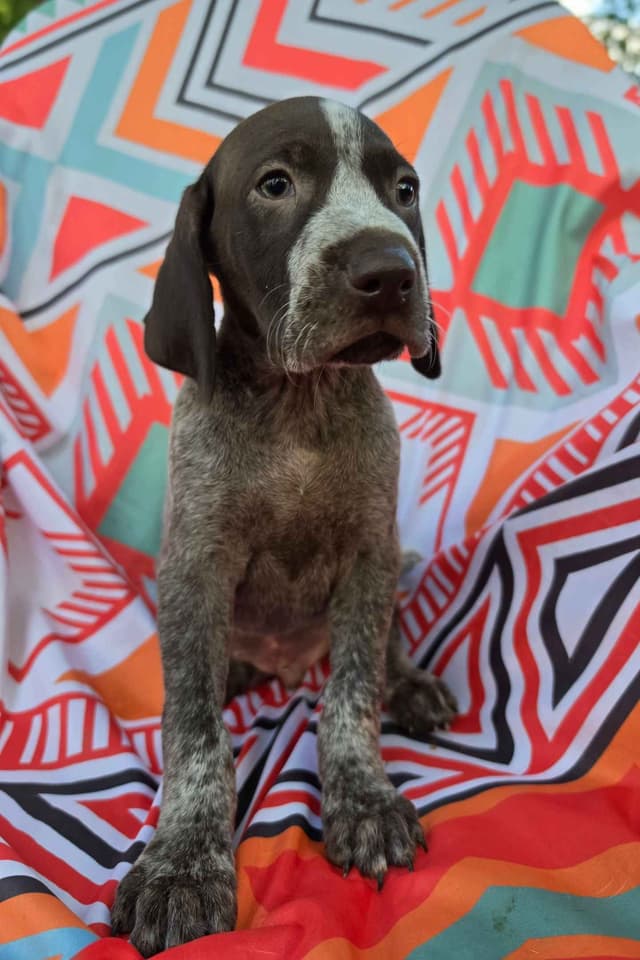 German Shorthaired Pointer Puppies media 13