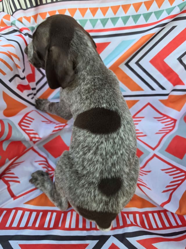 German Shorthaired Pointer Puppies media 14