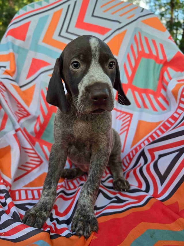 German Shorthaired Pointer Puppies media 15