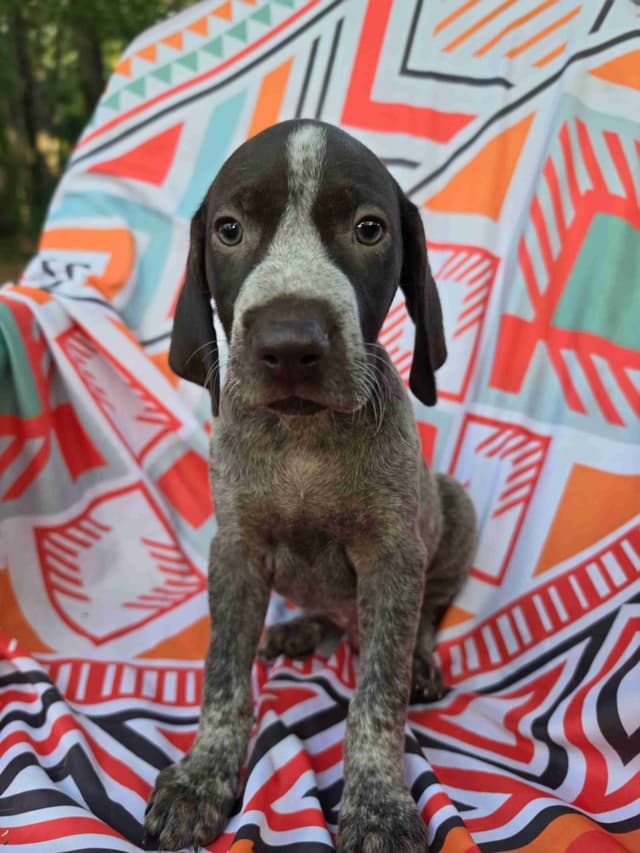 German Shorthaired Pointer Puppies media 16