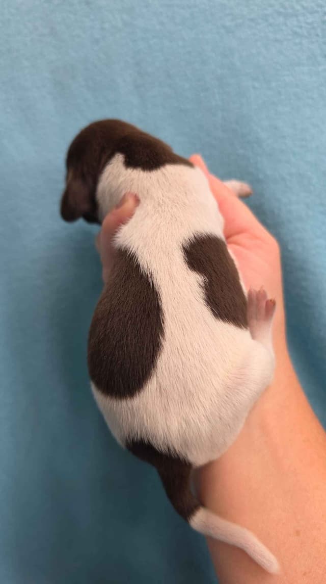 German Shorthaired Pointer Puppies media 2