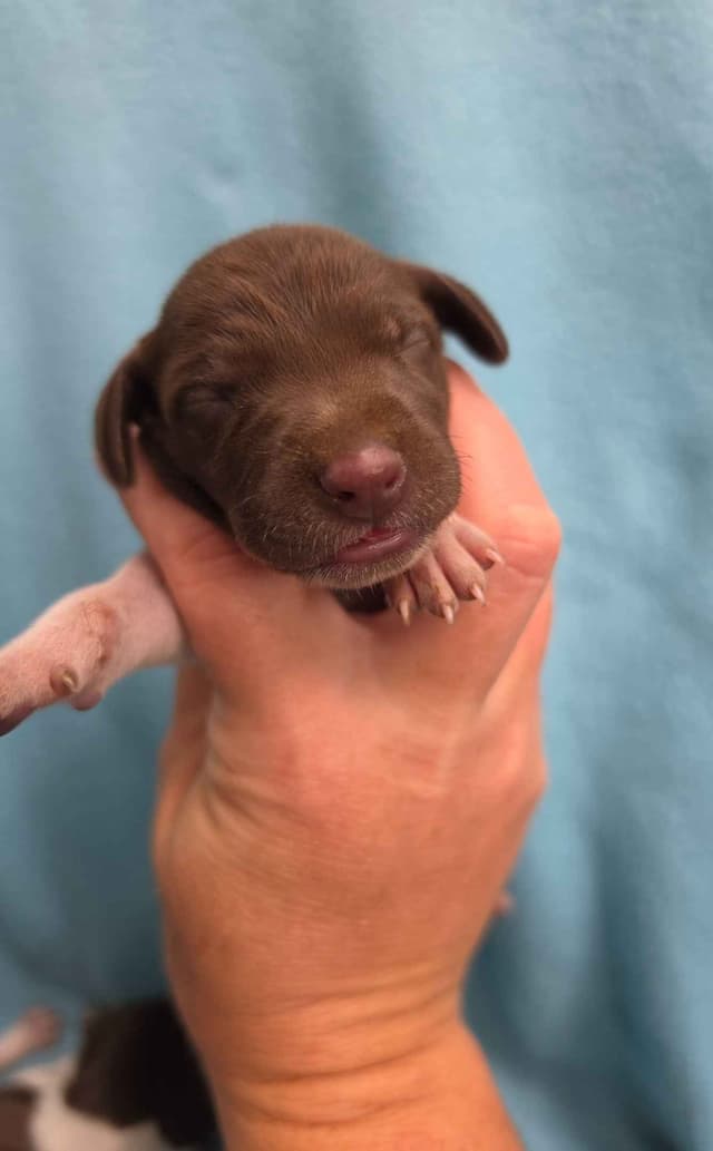 German Shorthaired Pointer Puppies media 4