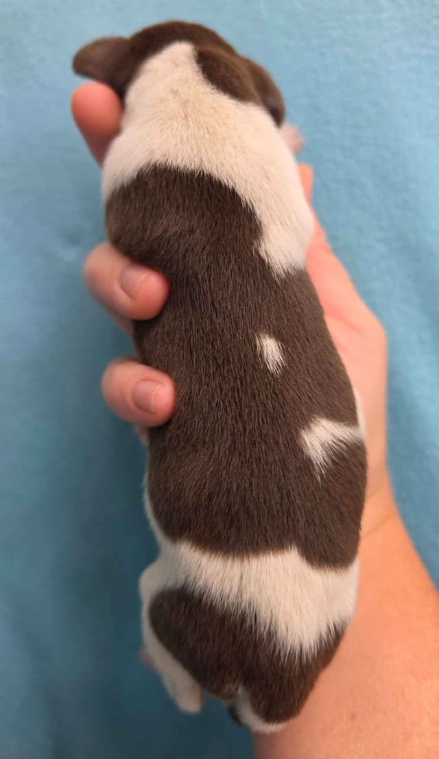 German Shorthaired Pointer Puppies media 5