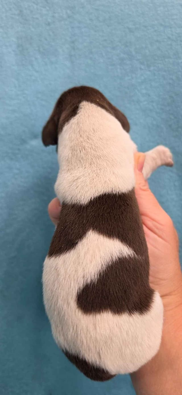 German Shorthaired Pointer Puppies media 3