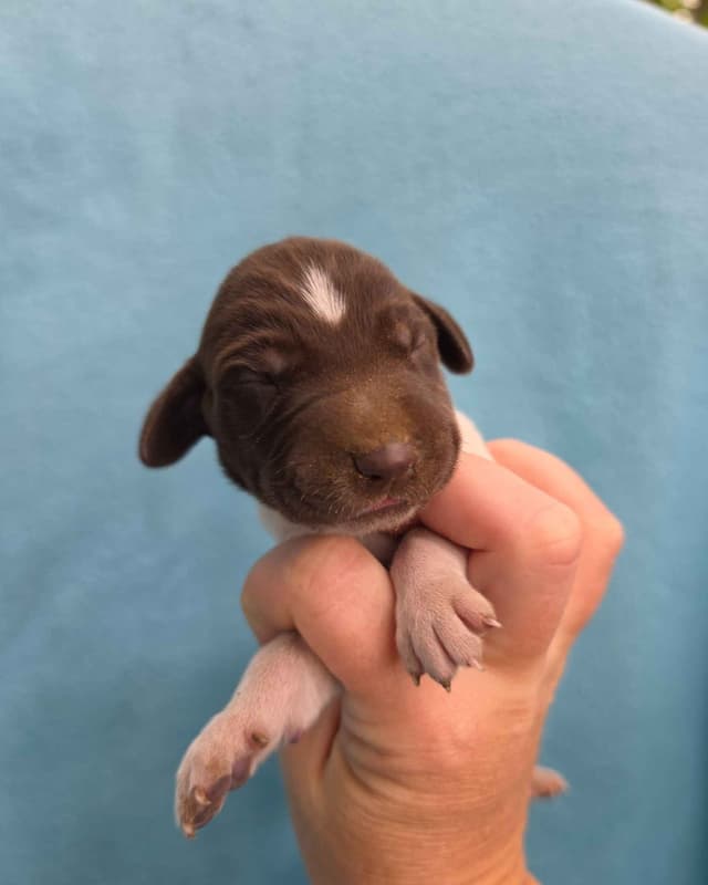 German Shorthaired Pointer Puppies media 6