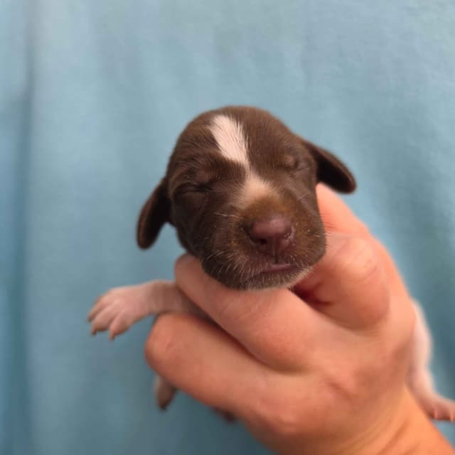 German Shorthaired Pointer Puppies media 7
