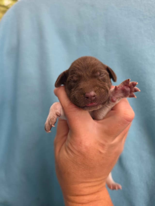 German Shorthaired Pointer Puppies media 11