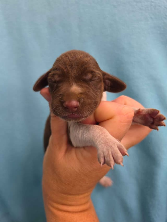 German Shorthaired Pointer Puppies media 12
