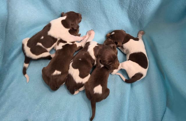 German Shorthaired Pointer Puppies media 8