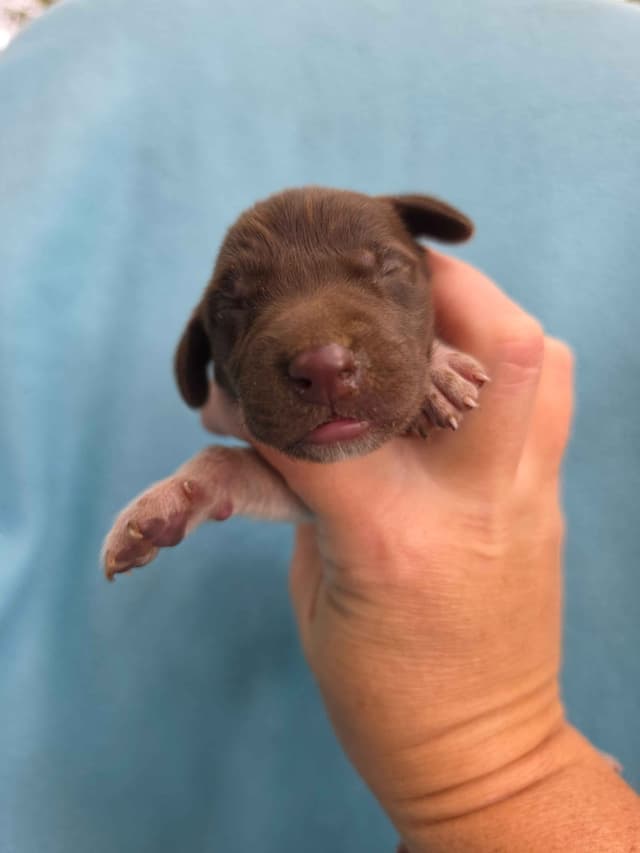 German Shorthaired Pointer Puppies media 13