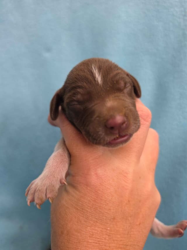 German Shorthaired Pointer Puppies media 10