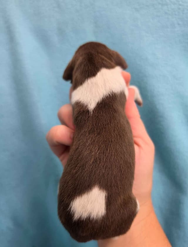 German Shorthaired Pointer Puppies media 9