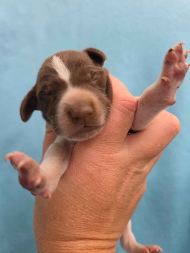 German Shorthaired Pointer Puppies media 14
