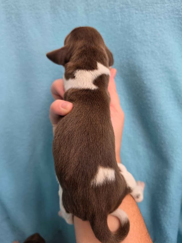 German Shorthaired Pointer Puppies media 16