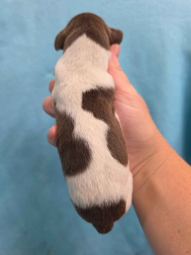 German Shorthaired Pointer Puppies media 15