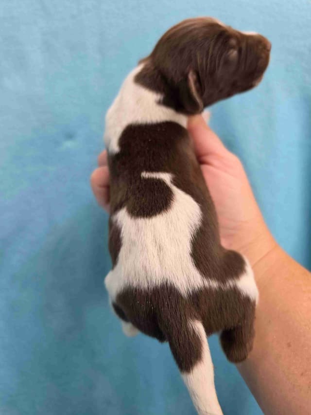 German Shorthaired Pointer Puppies media 17