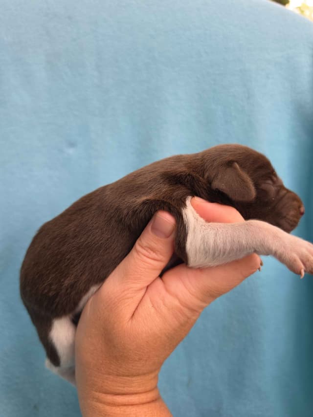 German Shorthaired Pointer Puppies media 20