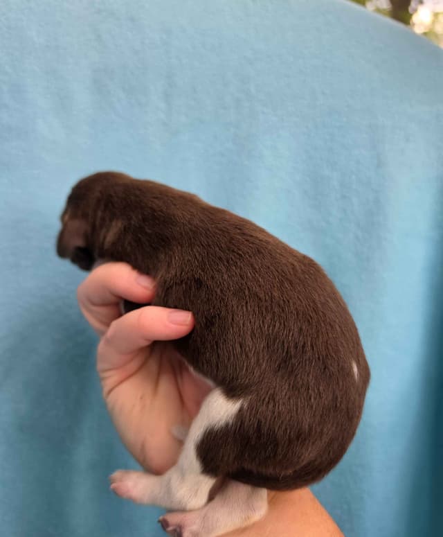 German Shorthaired Pointer Puppies media 18