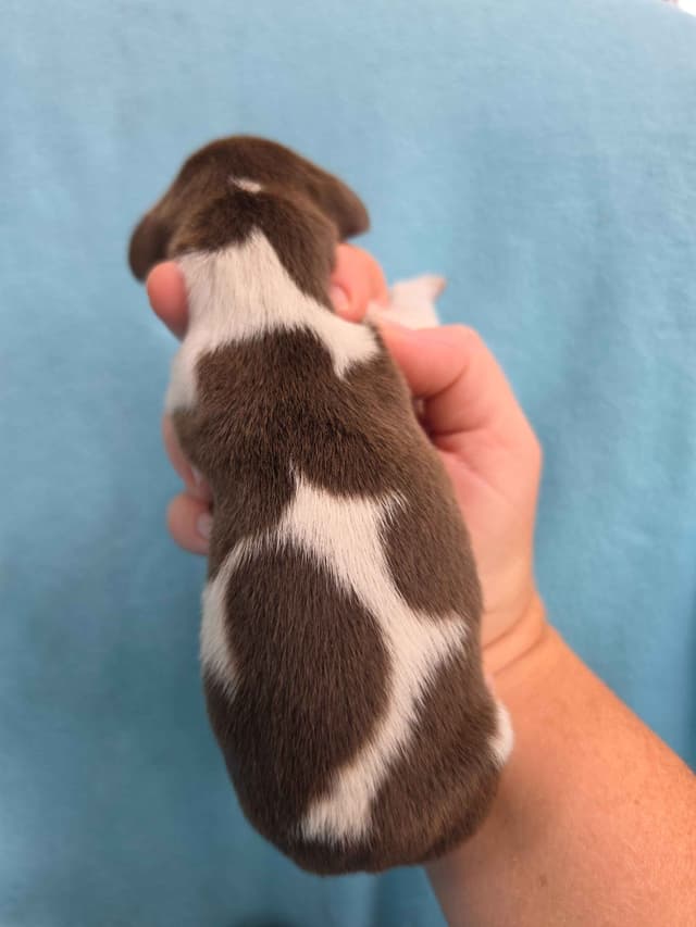 German Shorthaired Pointer Puppies media 19