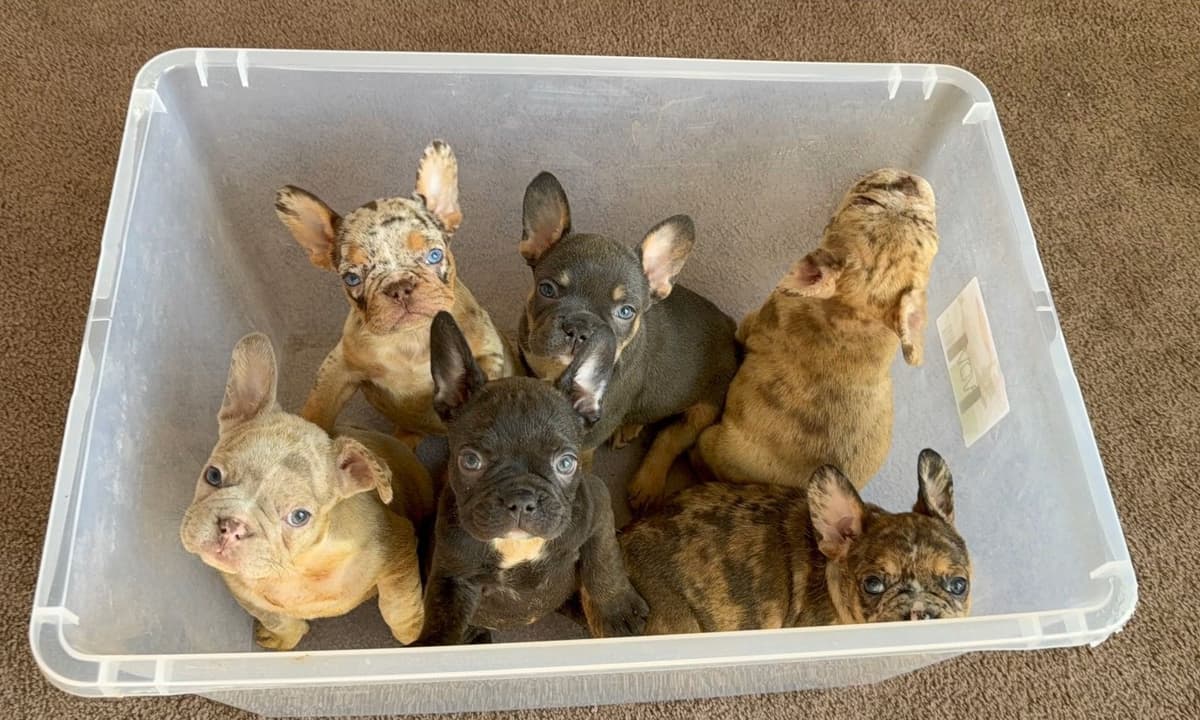 French Bulldog Puppies breeder image 1