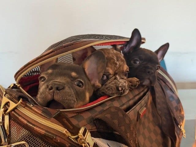 French Bulldog Puppies breeder image 3