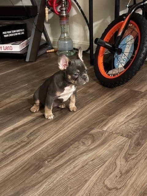 French Bulldog Puppies breeder image 2