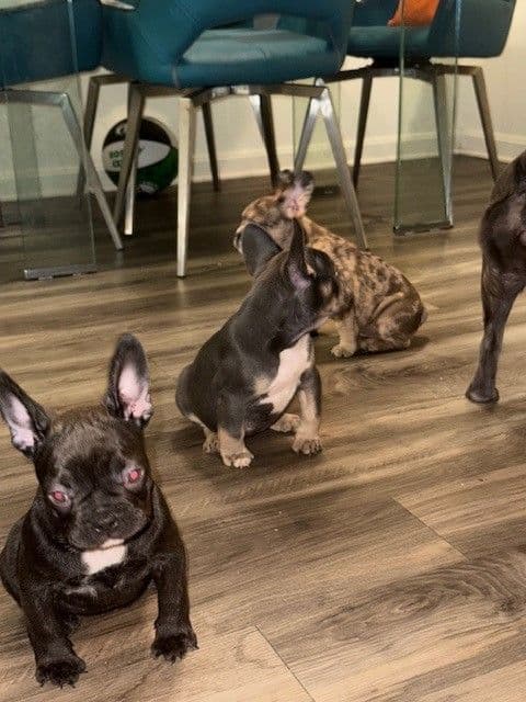 French Bulldog Puppies breeder image 4