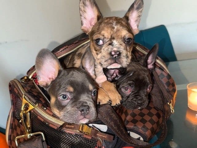 French Bulldog Puppies breeder image 6