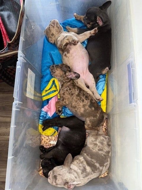 French Bulldog Puppies breeder image 5