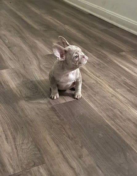 French Bulldog Puppies breeder image 7