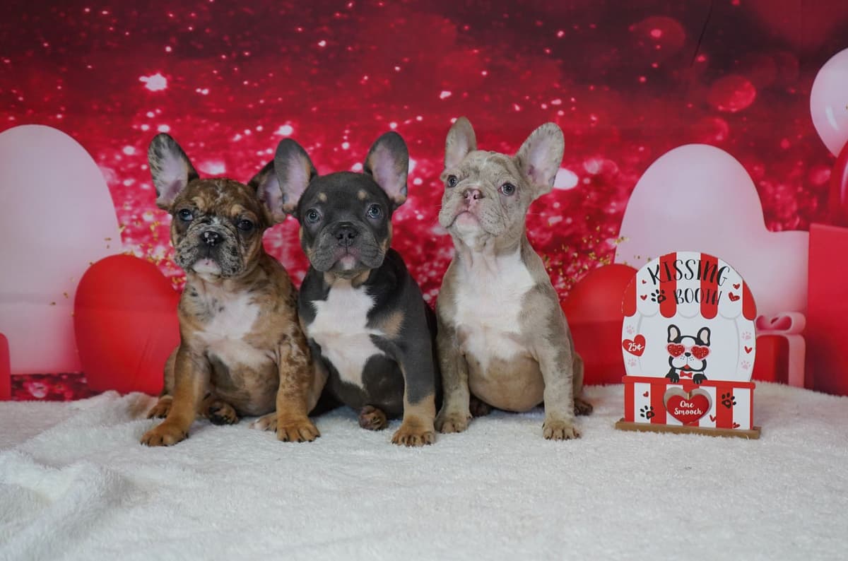 French Bulldog Puppies breeder image 10