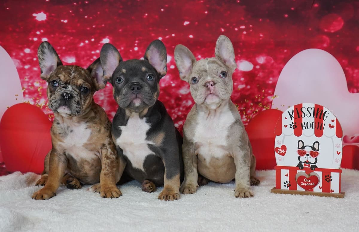 French Bulldog Puppies breeder image 11