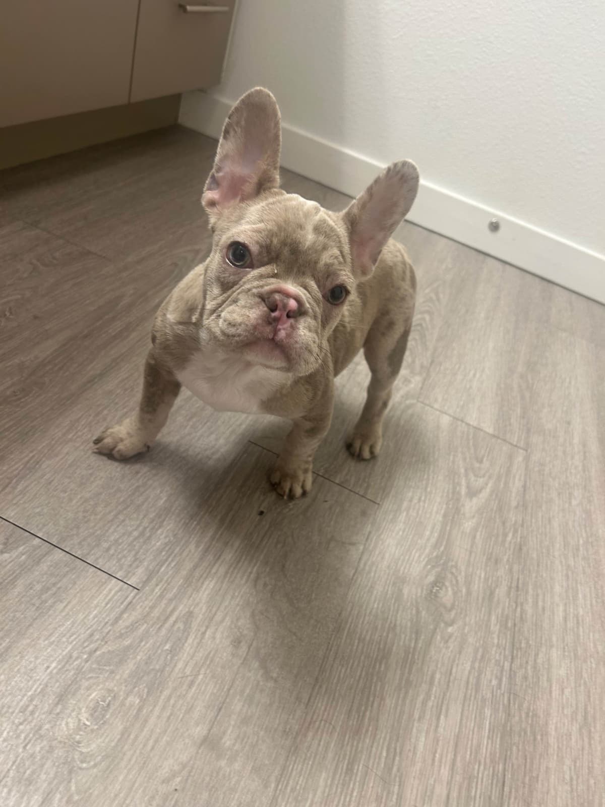 French Bulldog Puppies breeder image 12