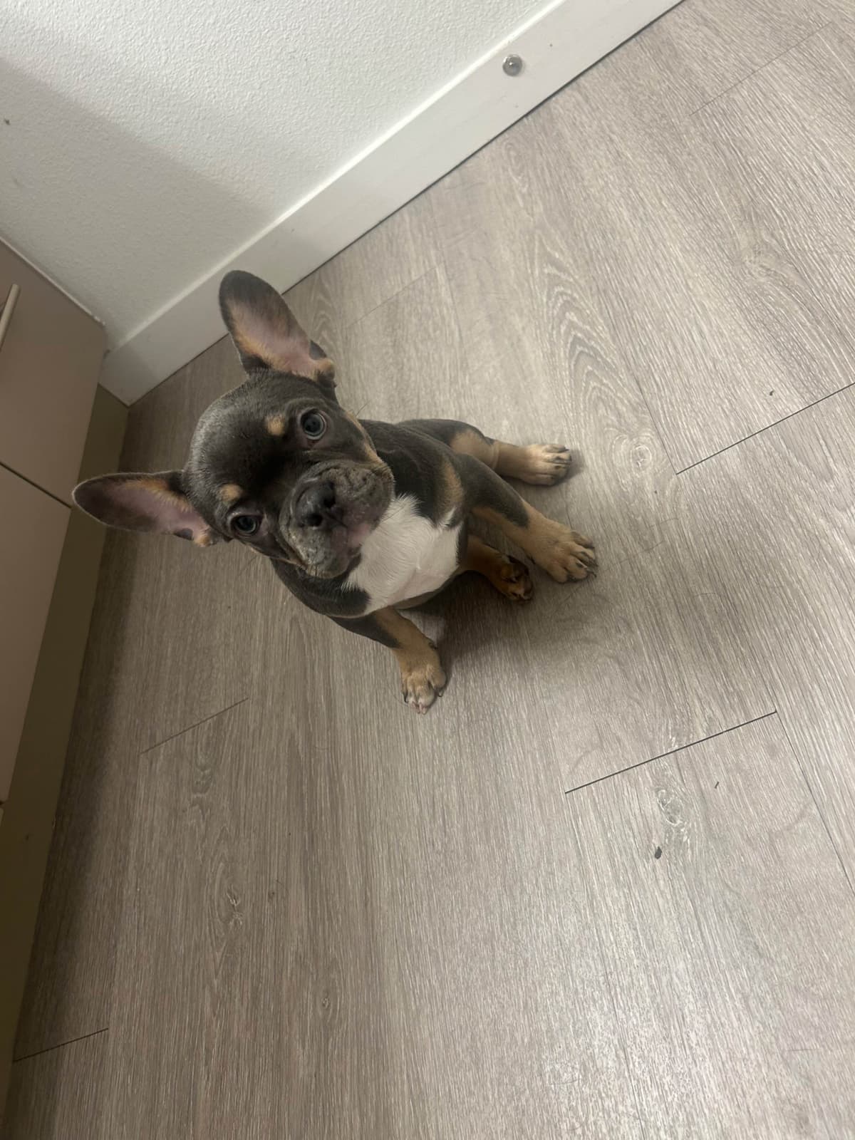 French Bulldog Puppies breeder image 13