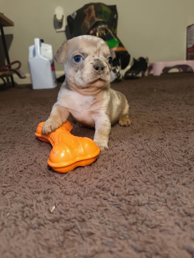 French Bulldog Puppies media 2