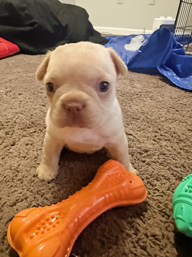 French Bulldog Puppies media 3