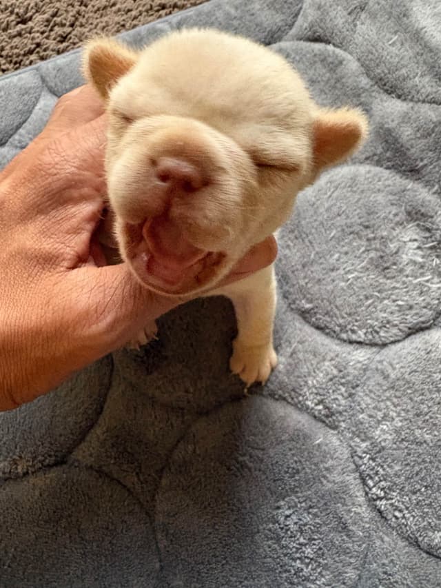 French Bulldog Puppies media 5