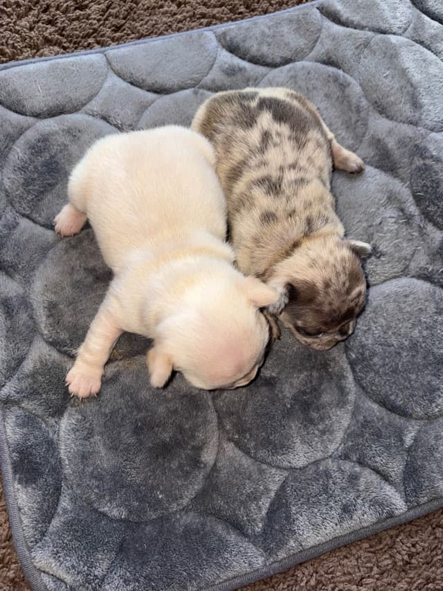 French Bulldog Puppies media 6