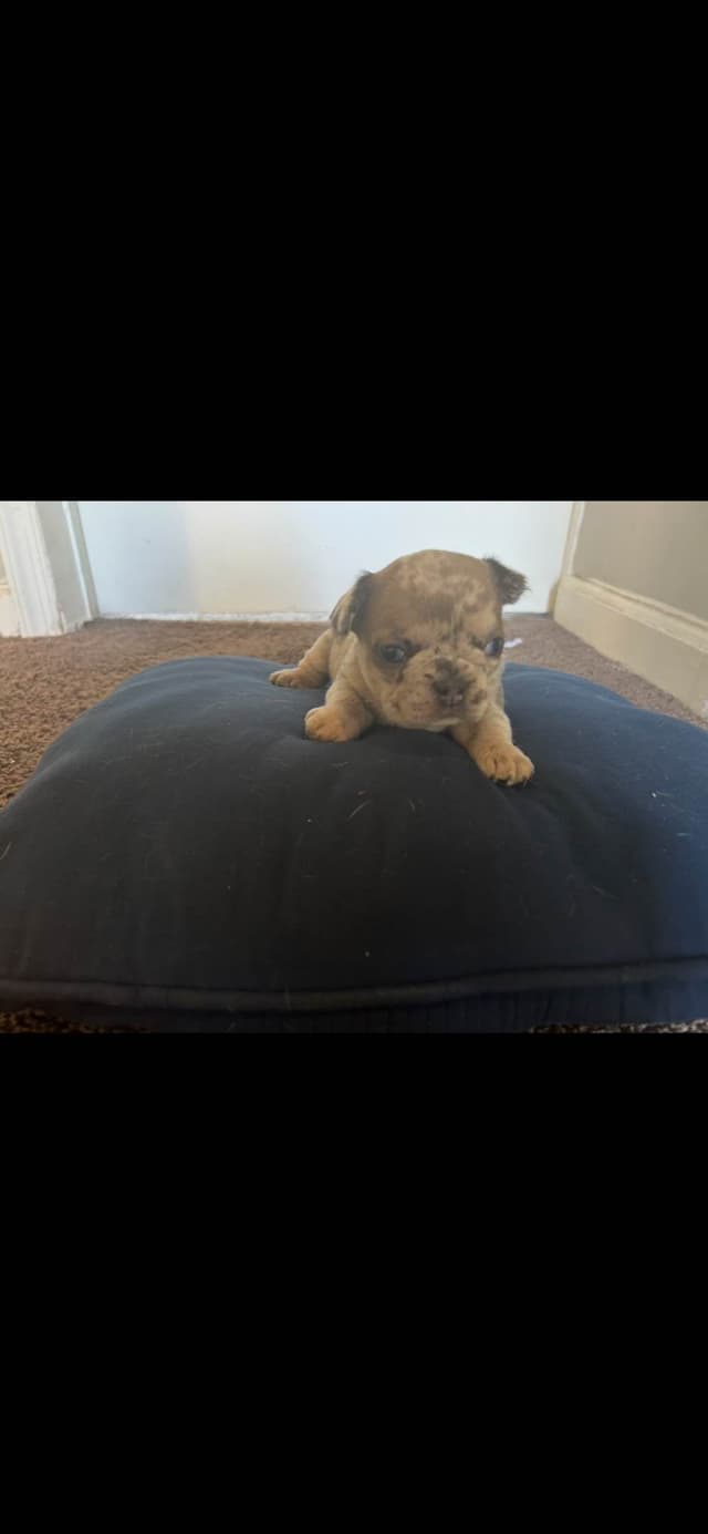 French Bulldog Puppies media 7