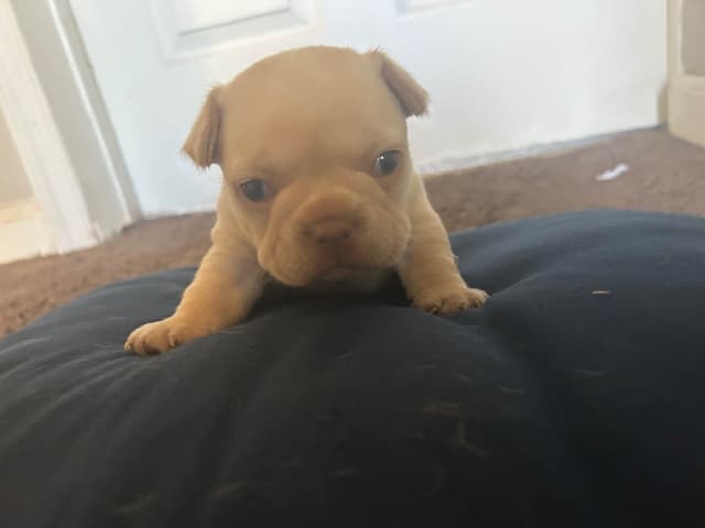 French Bulldog Puppies media 9