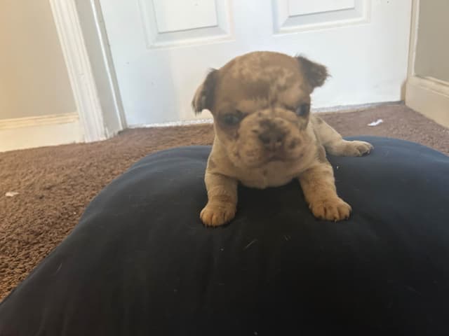French Bulldog Puppies media 8