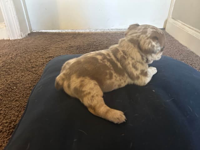 French Bulldog Puppies media 12