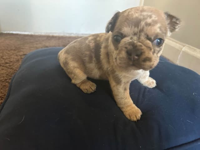 French Bulldog Puppies media 10