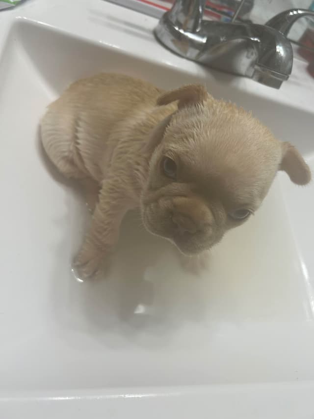 French Bulldog Puppies media 13