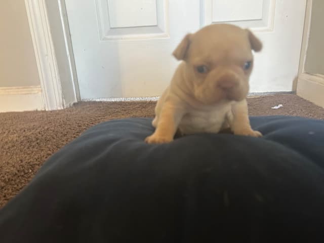 French Bulldog Puppies media 11