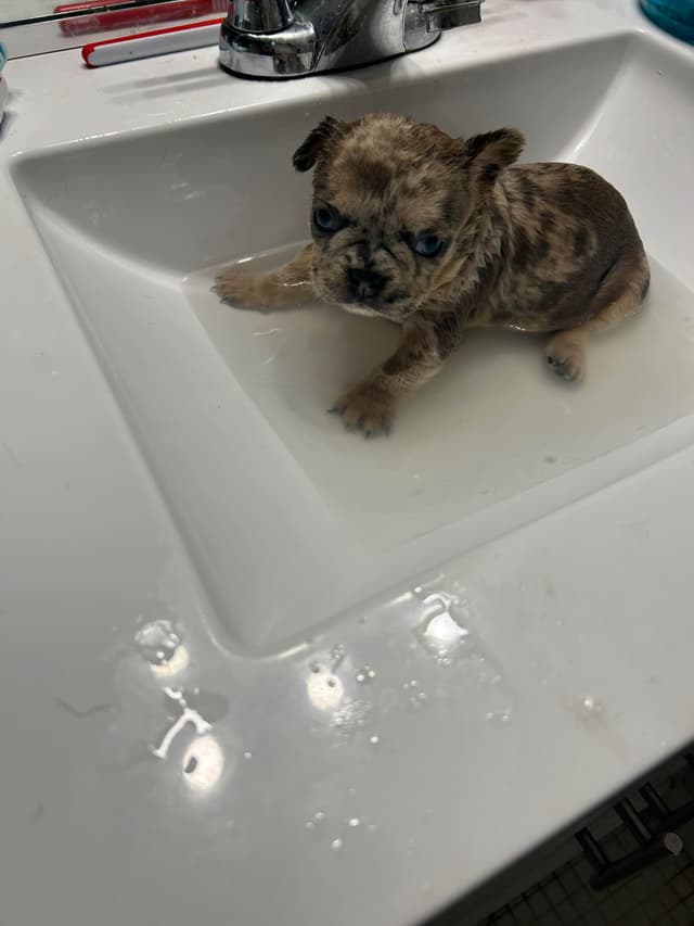 French Bulldog Puppies media 15